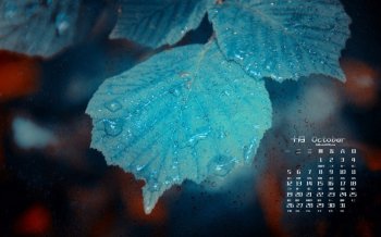 2015年10月日历唯美叶子摄影桌面壁纸图片下载3