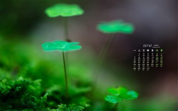 2016年3月日历唯美四叶草桌面壁纸