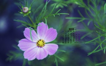 2015年12月日历精选清新护眼风景高清壁纸2下载