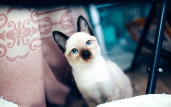 可爱暹罗猫高清电脑桌面壁纸下载2