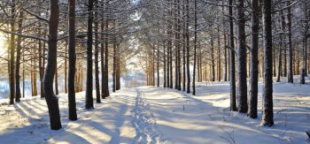 冬天,雪,树木,森林,林间空地,路,痕迹,风景桌面壁纸