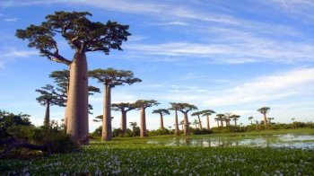 非洲猴面包树桌面壁纸下载