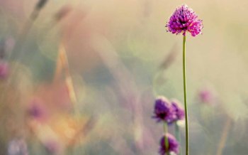 小清新植物花卉美景