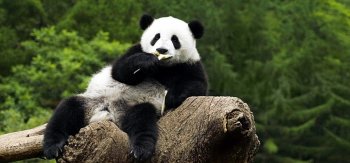 熊猫，在树上，嚼食，动物图片，桌面壁纸