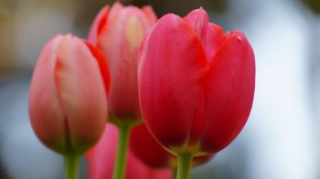 百合科郁金香桌面壁纸