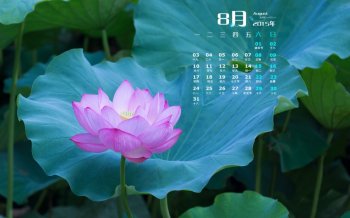 荷花日历桌面图片精选荷花意境桌面壁纸下载