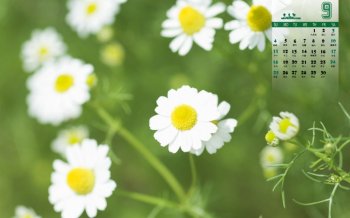 2016年9月日历清新的小雏菊桌面壁纸下载