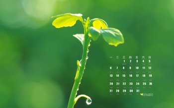 2015年7月日历壁纸保护视力清新绿色护眼风景图片