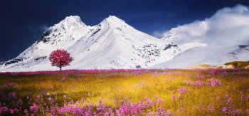 雪山，花海，紫色薰衣草 ，自然图片，风景桌面壁纸