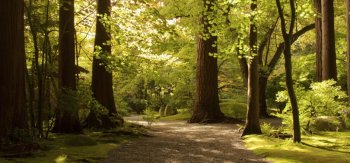 自然公园,道路,树木,树叶,风景壁纸