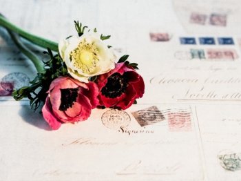 2016年6月日历唯美花朵电脑壁纸下载