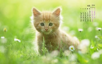 猫咪的历花丛里的猫咪桌面壁纸