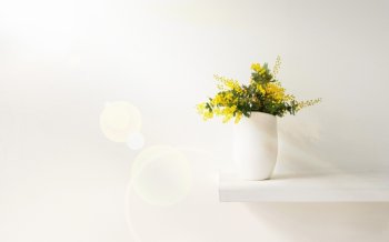 花盆静物电脑桌面背景