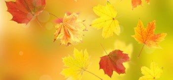 秋天枫叶图片壁纸