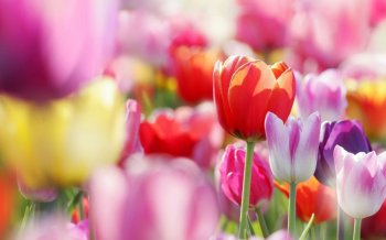 春天郁金香花朵高清壁纸