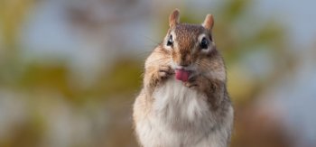 花栗鼠可爱壁纸