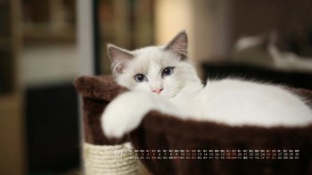 2016年6月日历可爱萌宠桌面壁纸下载