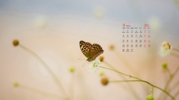 2017年5月唯美简约设计日历壁纸