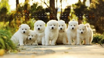 2017年4月可爱狗狗日历壁纸