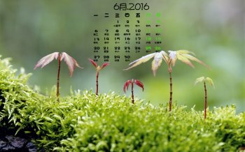 小清新护眼又好看的小清新壁纸图片绿色图