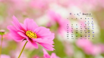 如此之美的可爱的粉色高清粉色鲜花桌面壁纸下载