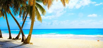 热带，天堂，沙滩，棕榈树，海，海洋，夏天，假期，美丽的海边风景桌面壁纸