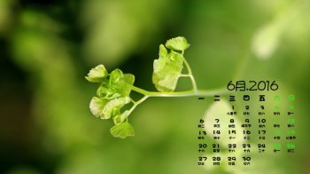 2016年6月日历清新护眼铁线蕨图片桌面壁纸