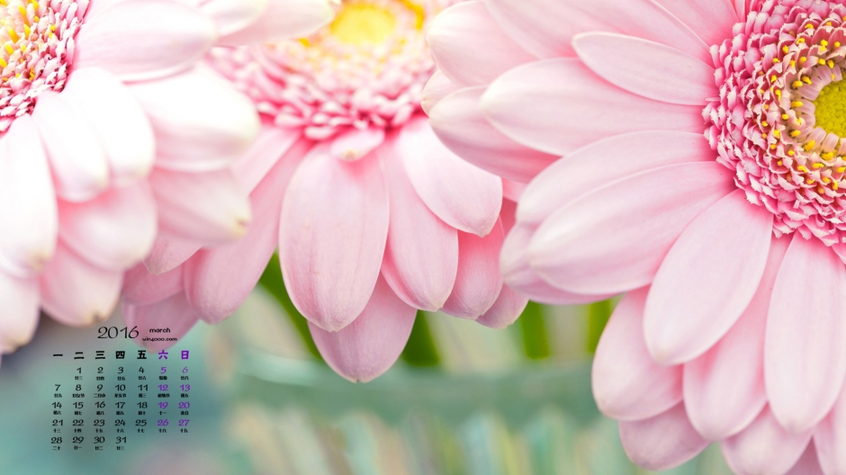 粉红色漂亮的向日葵展示自然之美的向日葵高清桌面壁纸下载