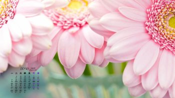 粉红色漂亮的向日葵展示自然之美的向日葵高清桌面壁纸下载