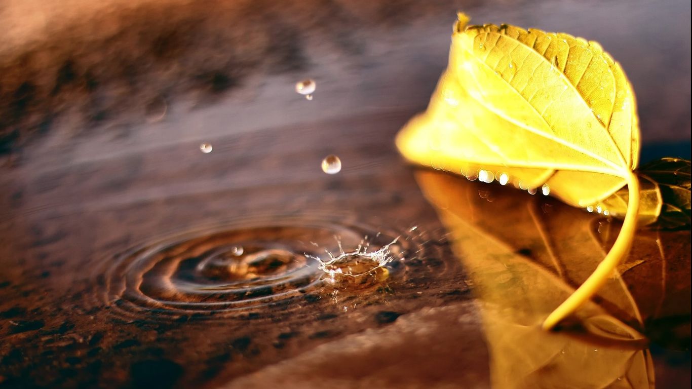 一片枯叶唯美伤感背景图