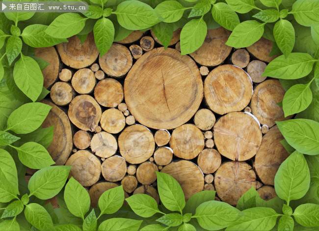 清新绿叶与圆木背景图片