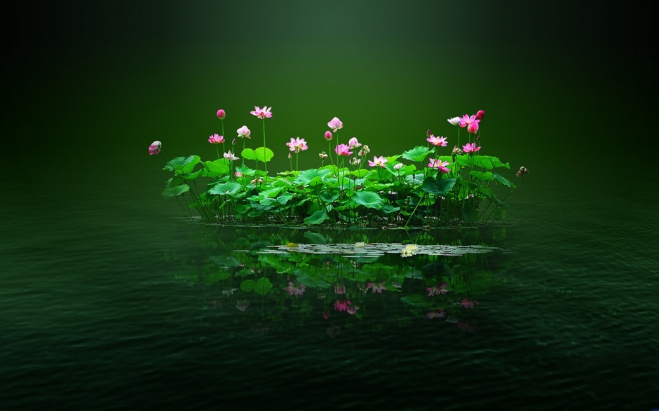 梦幻安静的素雅荷花背景图