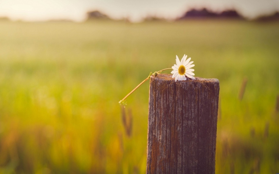 清新淡雅的小花背景图