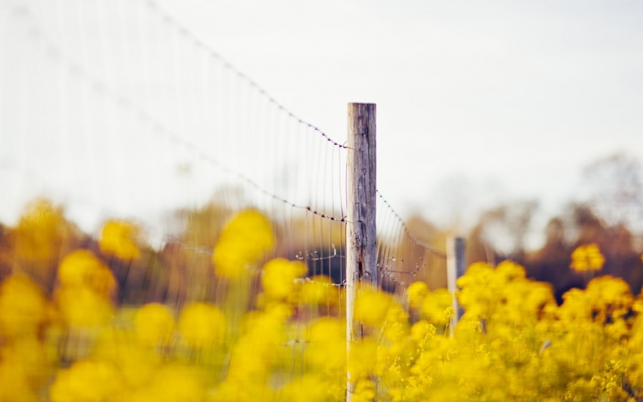 清新淡雅的小花背景图
