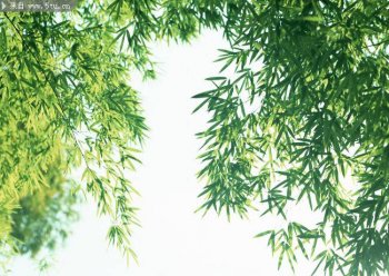 绿色竹子清新ppt背景图片