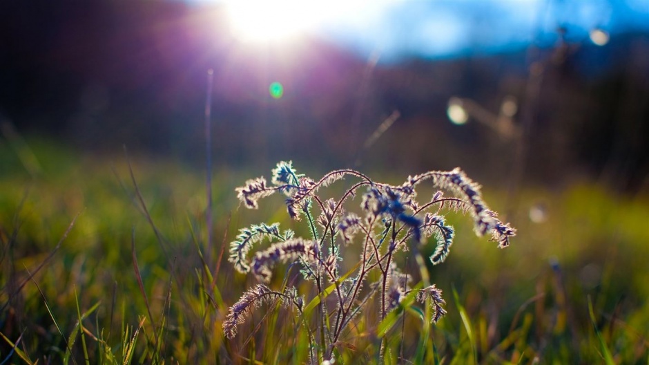 大自然花草简约淡雅背景素材