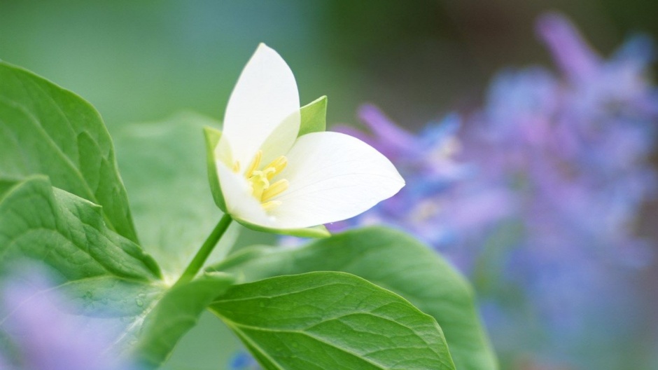 大自然花草简约淡雅背景素材