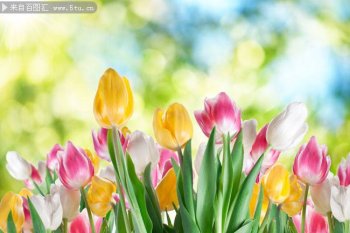 唯美的郁金香背景图片