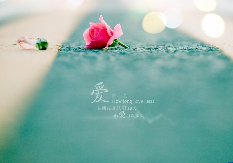 素雅玫瑰花梦幻简约意境背景图