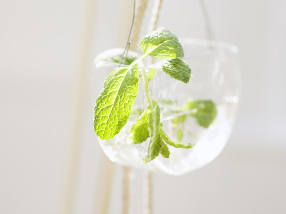 小清新治愈系绿色植物美图背景