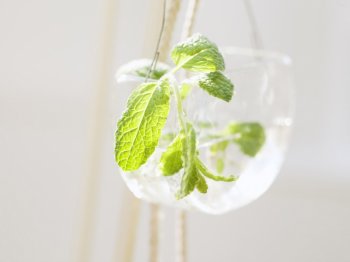 小清新治愈系绿色植物美图背景