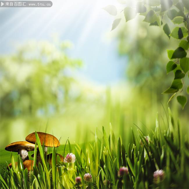 蘑菇清新ppt背景图片