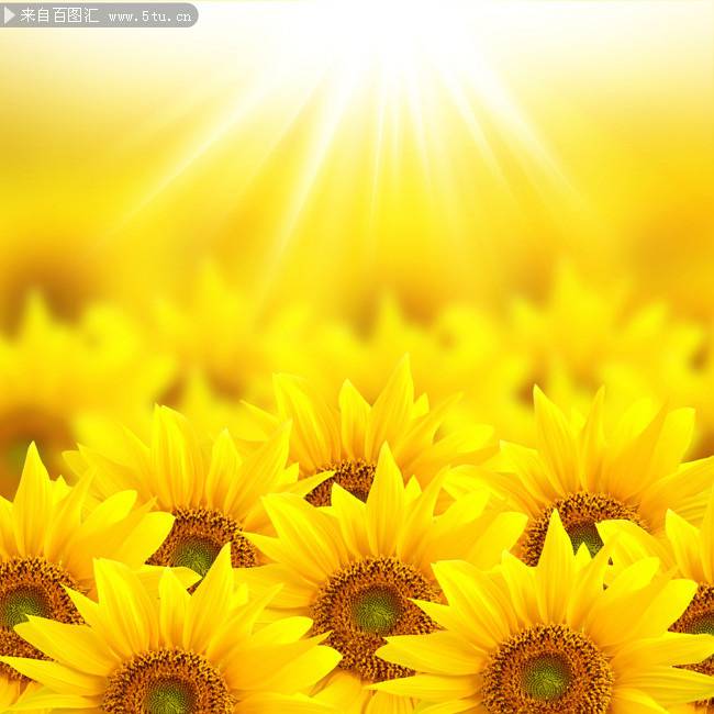 阳光下的向日葵高清背景图片