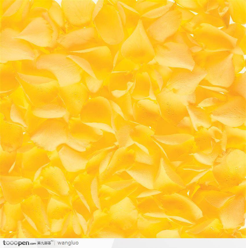 黄色玫瑰花瓣唯美背景图片