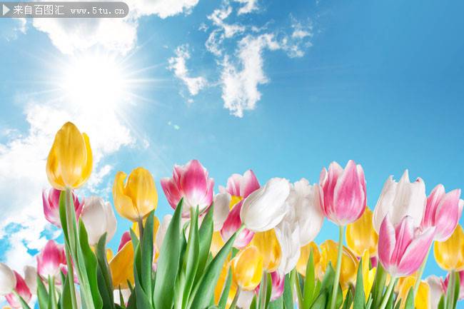唯美的郁金香超清背景图片