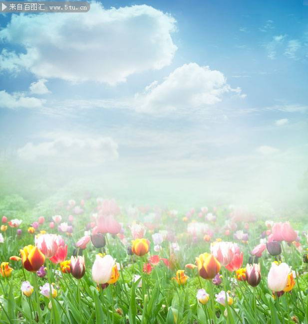 五颜六色的郁金香背景素材