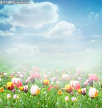 五颜六色的郁金香背景素材