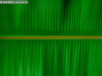 绿色香蕉叶ppt背景图片