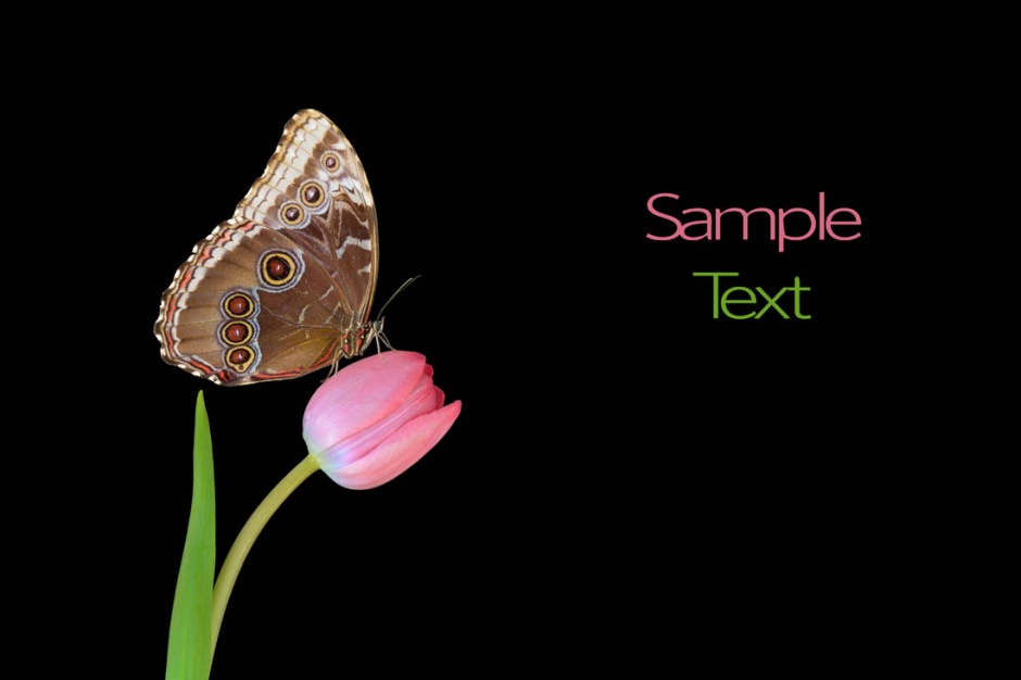 美丽梦幻的蝴蝶ppt背景图片