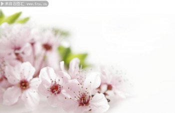 简单唯美的花朵背景图片